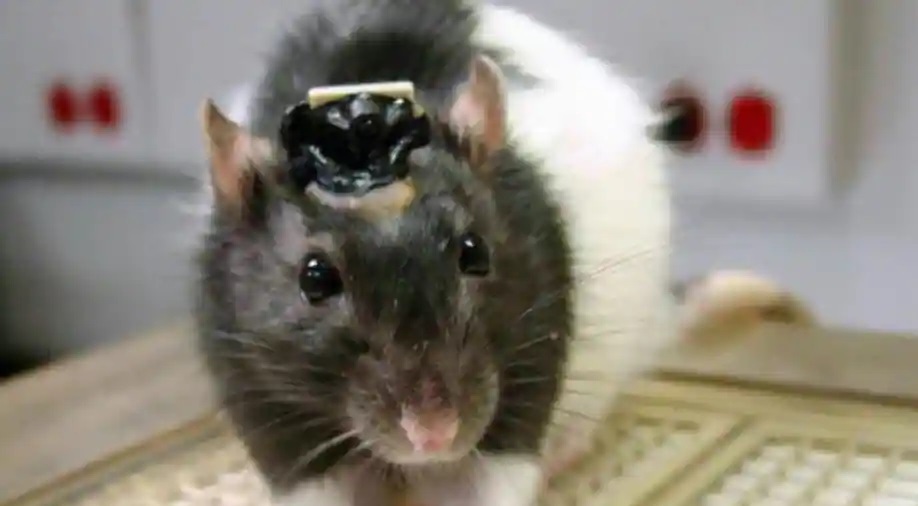 Индийские ученые создали «крысиных киборгов» для разведывательного наблюдения за силами безопасности