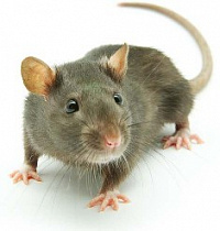 Почему люди используют крыс в экспериментах, несмотря на их разумность?
