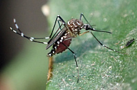 Комары-переносчики тропических инфекций могут добраться до Европы