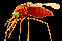 Генетически модифицированные комары будут выпущены на волю во Флориде в рамках борьбы с инфекционными болезнями