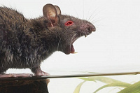 Всемирный день крысы (World Rat Day)