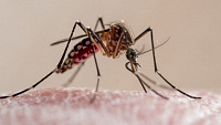 Прорыв в науке: ВОЗ одобрила вакцину от малярии