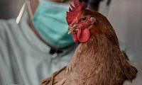 Роспотребнадзор допустил передачу нового типа птичьего гриппа среди людей