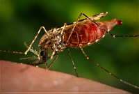 Ученые выявили связь между временем дня и риском заражения малярией