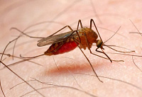 Роспотребнадзор дал рекомендации по выбору средств от комаров