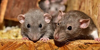 Глава Роспотребнадзора: «Омикроном» заражаются мыши и крысы