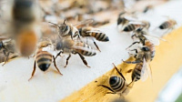 Кратко о пчелах, и что делать, если они атакуют