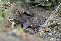 Из-за проблем с вывозом мусора Норильск наводнили крысы, власти считают это нормой