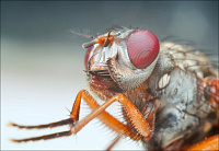 Насколько опасны комнатные мухи и могут ли они стать переносчиками коронавируса?