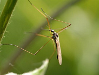 В Таиланде изобрели средство для уничтожения комаров-переносчиков смертельного заболевания
