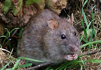 В Германии выявили случай передачи хантавируса от крысы к человеку