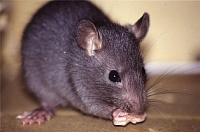 4 апреля – Всемирный день крысы